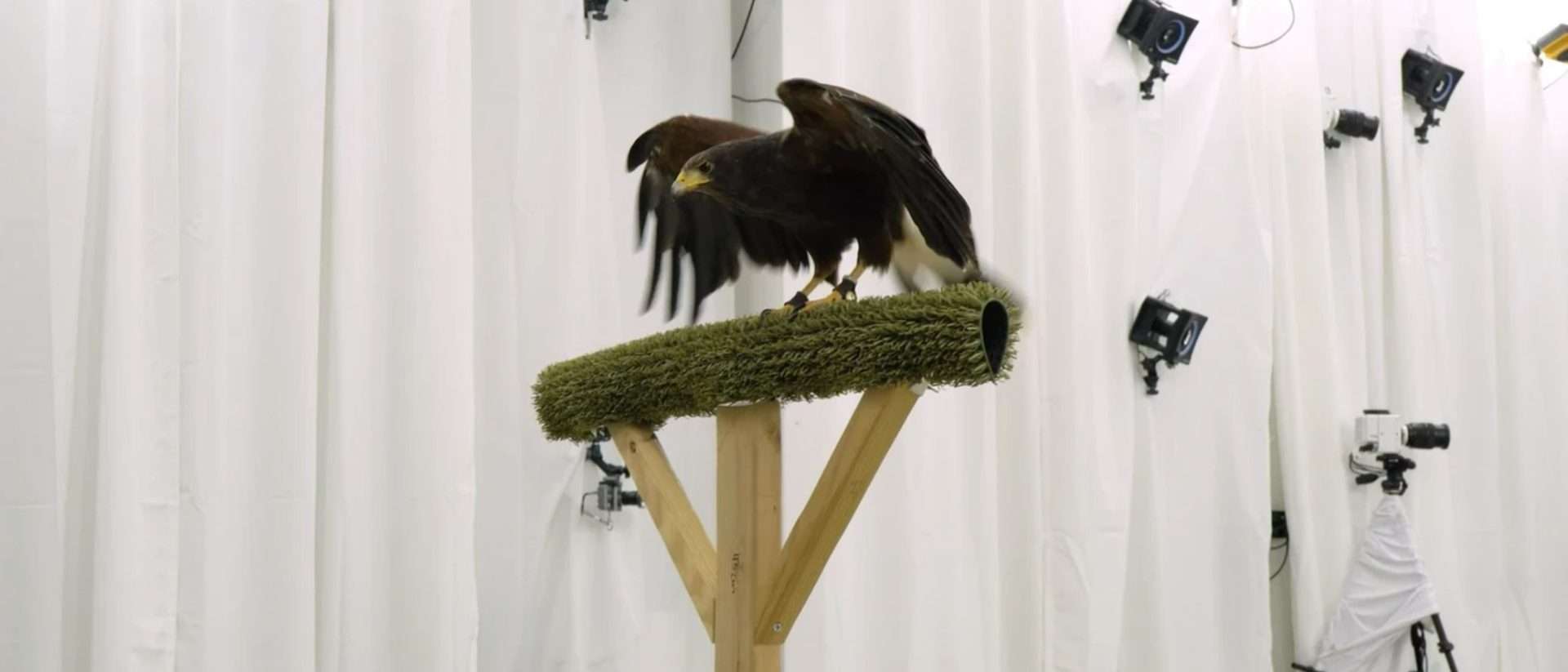Raptor Flight Mechanics and Drone Design